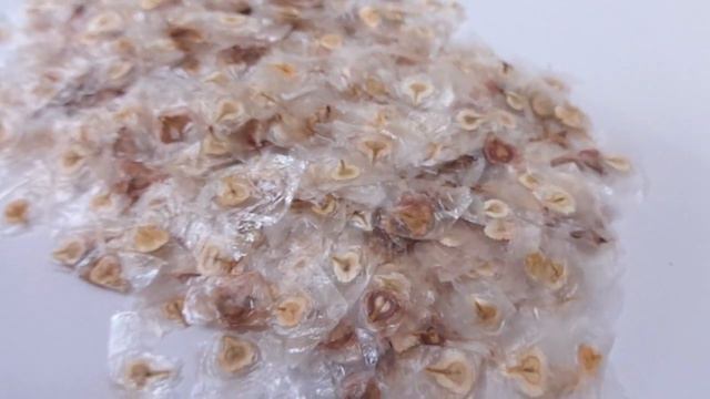 African tulip tree, Nandi flame - Spathodea campanulata смотреть онлайн