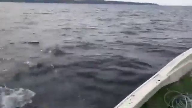 В окрестностях села Охотское рыбаков сопровождала целая стая дельфинов смотреть онлайн