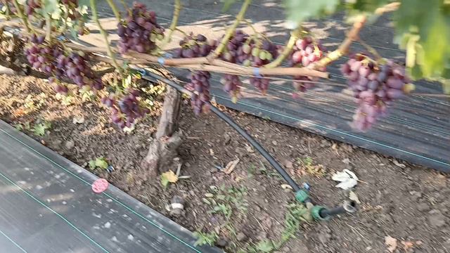 Виноградник Король В. Н. на 20.07.24г.продолжение (часть3) г. Краснодар Slava.King2007@mail.ru смотреть онлайн