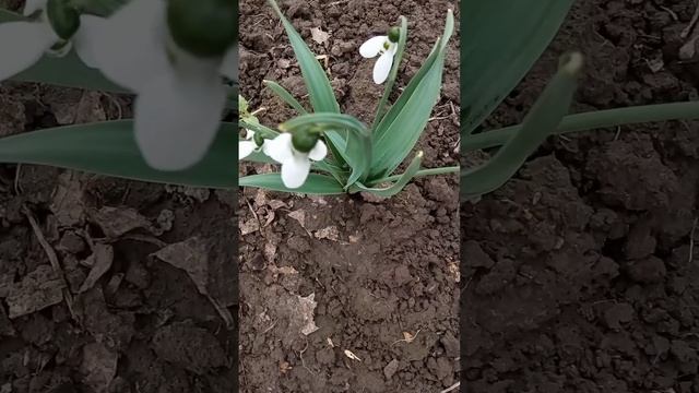 ??? ПОДСНЕЖНИК -ГАЛАНТУС смотреть онлайн