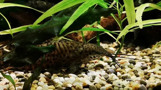 ПЛАНАРИИ В АКВАРИУМЕ. ПРИЧИНЫ ПОЯВЛЕНИЯ И СПОСОБЫ БОРЬБЫ