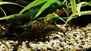 ПЛАНАРИИ В АКВАРИУМЕ. ПРИЧИНЫ ПОЯВЛЕНИЯ И СПОСОБЫ БОРЬБЫ