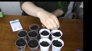 ПОСЕВ высокорослого  ПЕРЦА в  СТАКАНЧИКИ ПОД КИПЯТОК