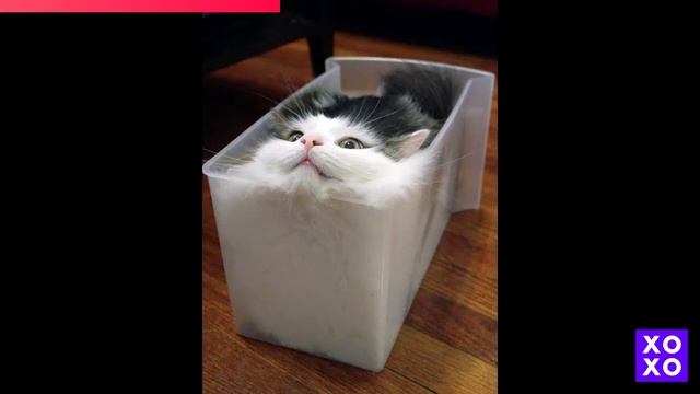 Кошки — это жидкость. Доказано! смотреть онлайн