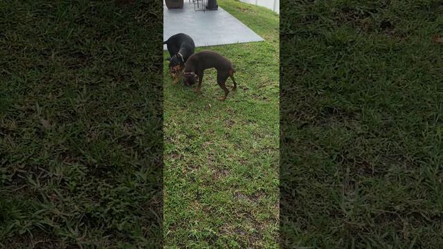 Doberman 4 weeks pregnant. смотреть онлайн