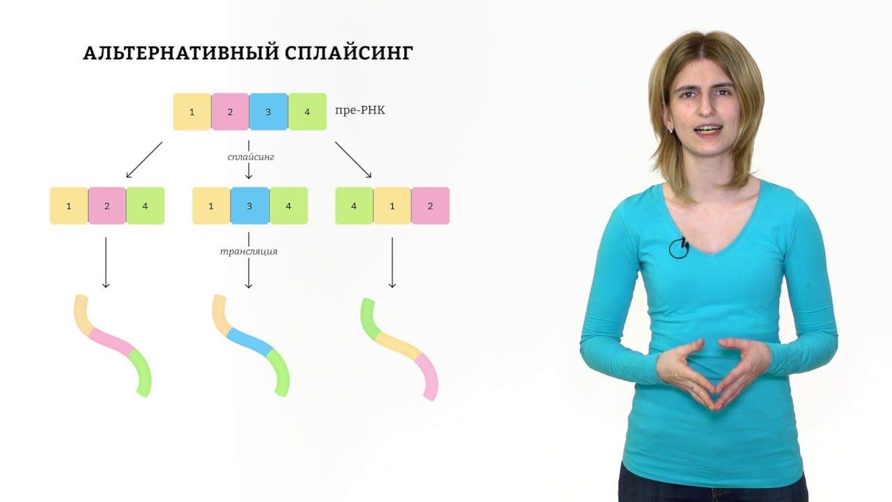 3. Строение гена. Решение генетических задач 9 - 11 класс смотреть онлайн