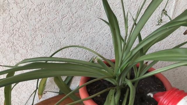 586. Хлорофитум. Пересадка. Уход.