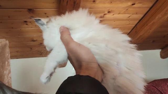 Iblea ragdoll Seal tortie bicolor смотреть онлайн