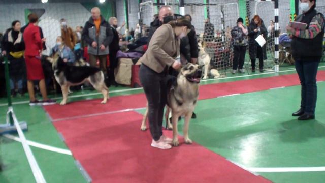Тула 2022 кобели чемпионы Жаккард фон Гриззли Стайл bestdog.mybb.ru смотреть онлайн