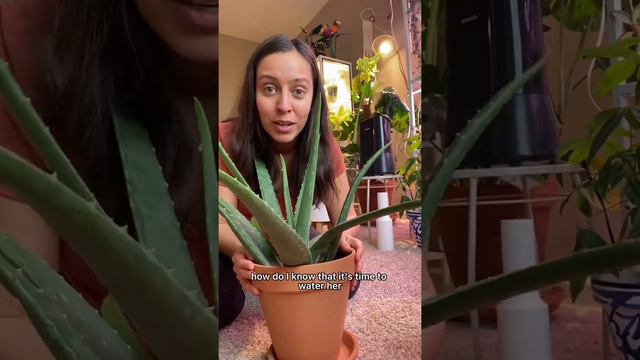 When do I water my aloe plant? #plantcare #aloevera #wateringplants #plants смотреть онлайн