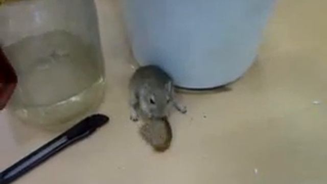 Мыши Песчанки смотреть онлайн
