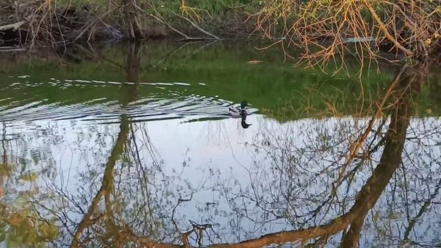 Дикая утка подплыла очень близко. смотреть онлайн