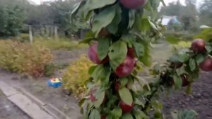 Урожай Колоновидных яблонь сортов Валюта и Московское ожерелье в ЦЧР.