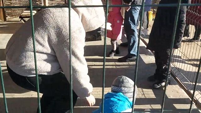 4.11.2023 В вольере с собаками Хаски. Адема, Ерали, Алимжан, Арлан смотреть онлайн