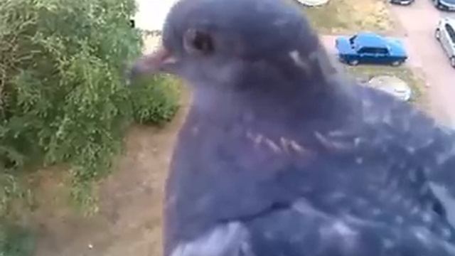 Тупой голубь смотреть онлайн