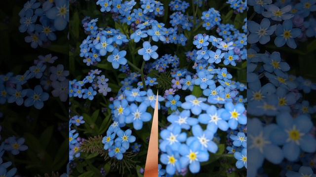 И. Кибирев*незабудка* смотреть онлайн