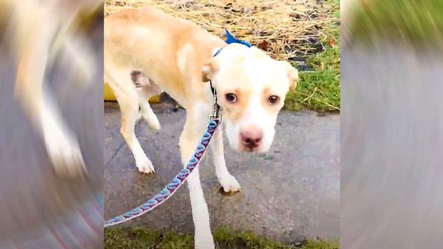 Он был настолько слаб, что не мог даже встать... смотреть онлайн