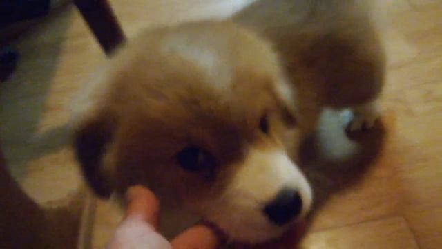 Вельш корги пемброк. Мальчик Щенки-Москва.рф смотреть онлайн