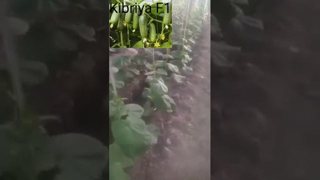 Kibriya F1. Огурць. Cho'tir bodring. Кибрия F1. COCUMBER. смотреть онлайн