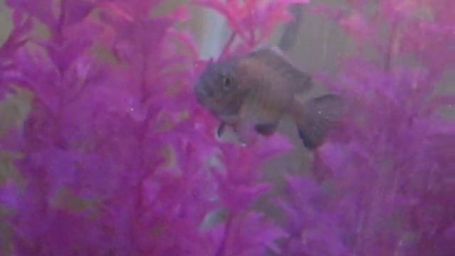 Pseudotropheus Lombardoi "Kenni" -hybrid смотреть онлайн