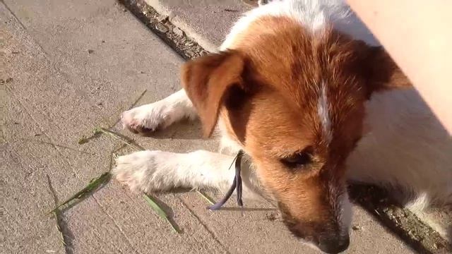 КАК ПРИРУЧИТЬ СОБАКУ! ЧТО ЕСЛИ СОБАКИ УМЕЮТ ГОВОРИТЬ? смотреть онлайн