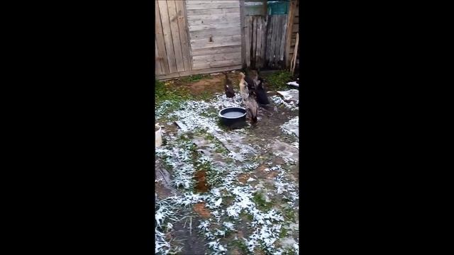 13 ноября, ВСЕ ХОТЯТ ГУЛЯТЬ ! смотреть онлайн