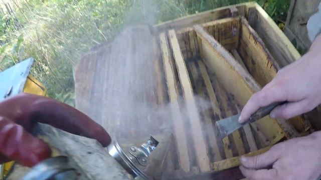 Пасека! Снимаем магазины! Мёд в сотах...ч 1 смотреть онлайн