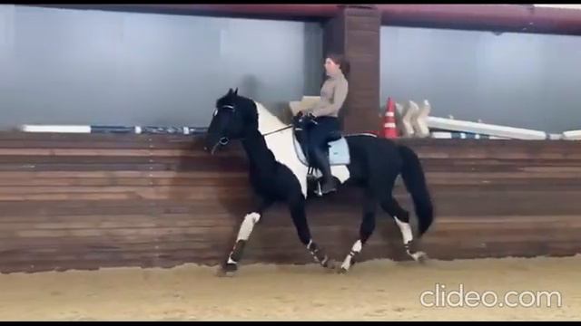 Пегашь. Готовится к юношам. Арт.: 2907 смотреть онлайн