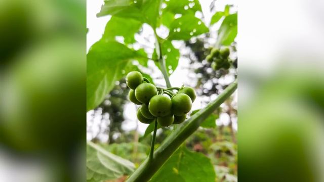 The Untold Truth Of San Marzano Tomatoes смотреть онлайн