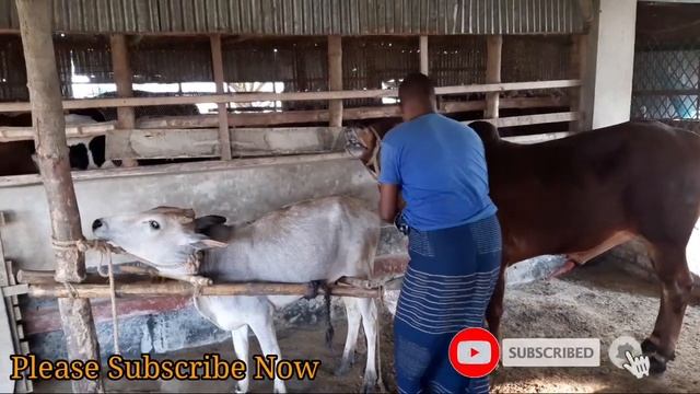 Cow Meeting New Style Crossing Video 2021... смотреть онлайн