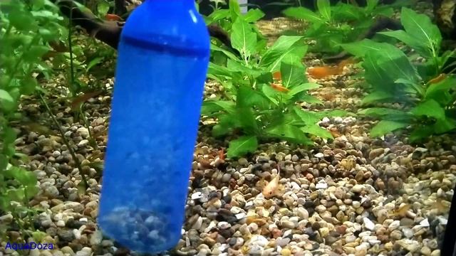Как чистить дно аквариума? Сифоним грунт в аквариуме. смотреть онлайн