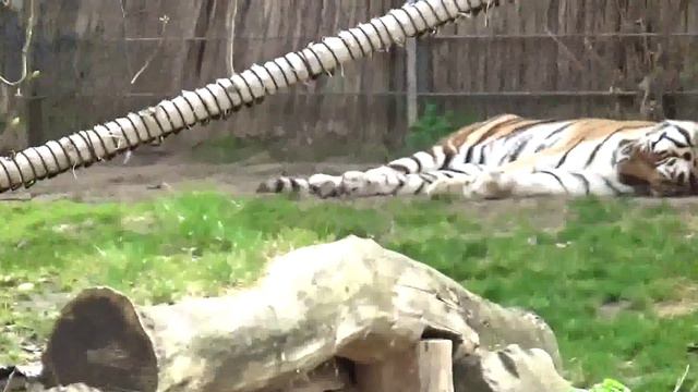 ★ЗООПАРК в Германии Часть3 Шоу морских котиков Кормление павианов ZOO in Germany смотреть онлайн