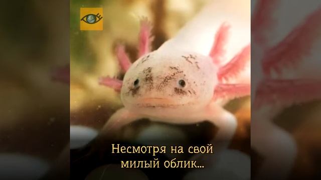 Аксолотль – удивительное творение природы! смотреть онлайн