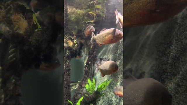 Обитатели красного моря, бородавчатки, тунец, каранкс, рыба-единорог спинороги белоперая серая акул смотреть онлайн