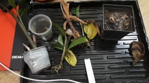 Замиокулькас. Путь от черенка до готового куста. Размножение замиокулькаса. Отвечаю на вопросы