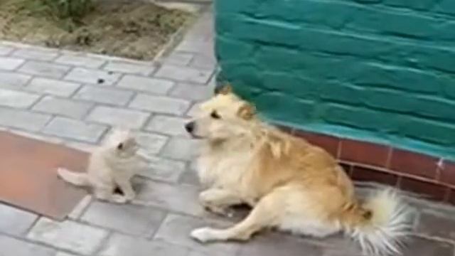 Котенок и собака смотреть онлайн