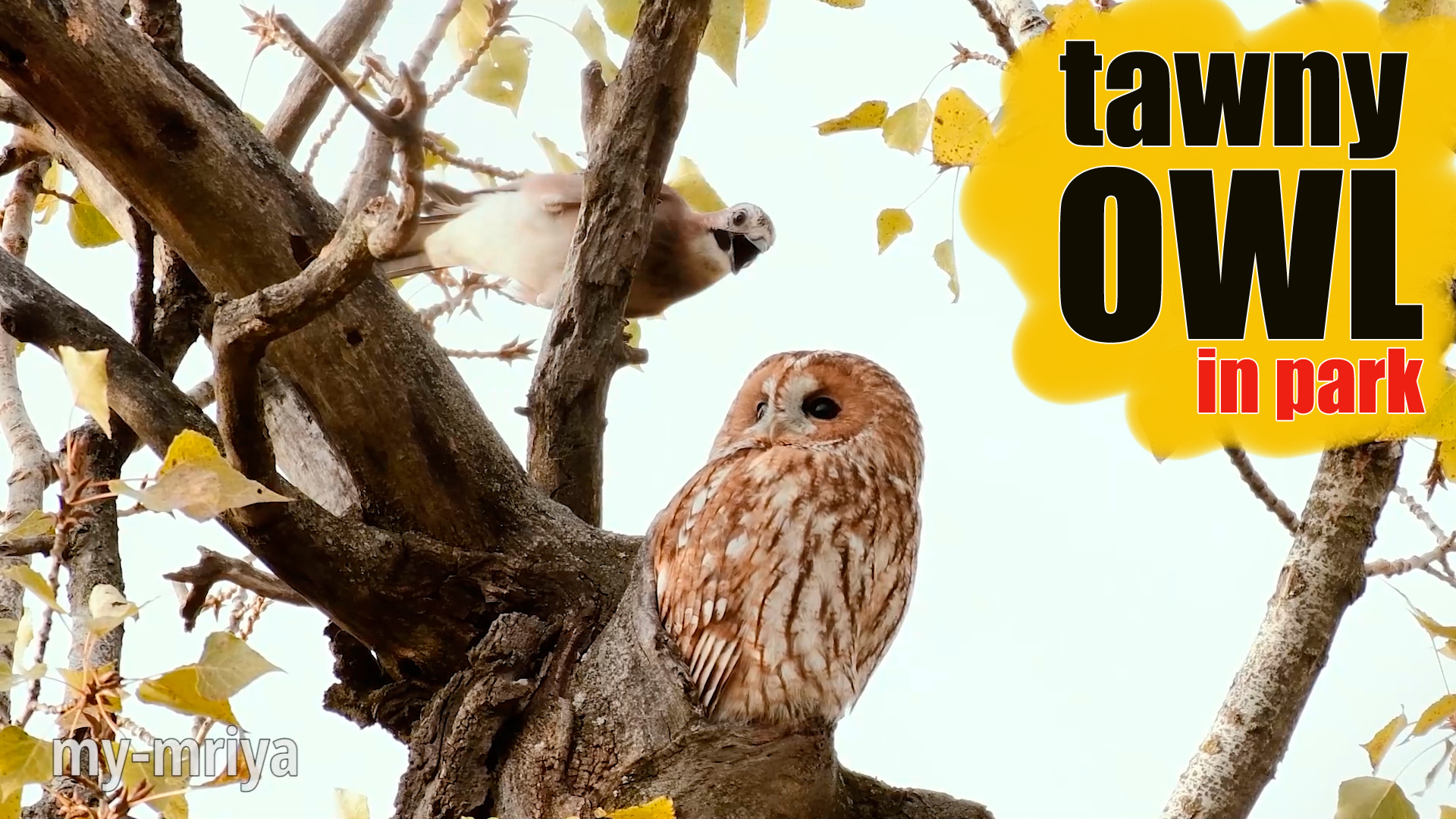 Серая неясыть а парке г. Симферополя. смотреть онлайн