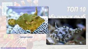 ТОП 10 Самых необычных рыб для вашего морского аквариума