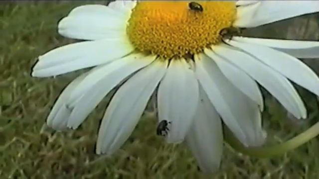 VHS-C test 2 смотреть онлайн