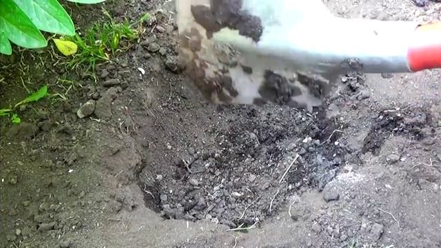 #Рассада-высадка-хороший старт.Seedling-planting is a good start. смотреть онлайн