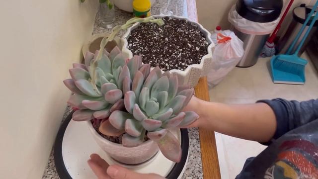 Trasplante graptoveria Opalina & Echeveria Ice Green???#trasplanteOpalina#EcheveriaIcegreen смотреть онлайн