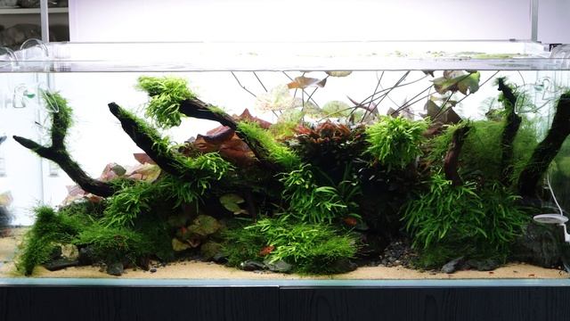 Taxiphyllum barbieri | Java Moss смотреть онлайн