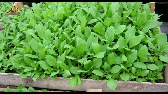 ОТ ПОСТРОЙКИ ТЕПЛИЦЫ ДО КРАСИВЫХ ЦВЕТОВ ЗА ДВЕ МИНУТЫ!!! смотреть онлайн