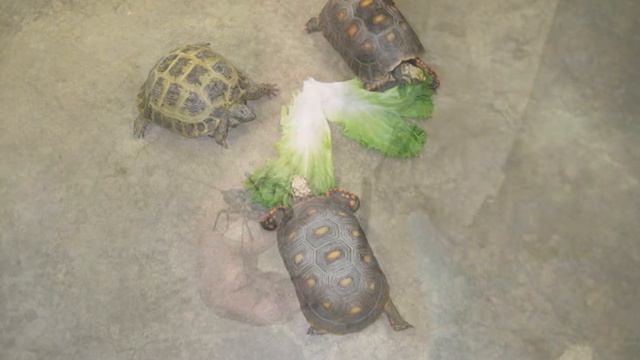 PA Tourette Syndrome Retreat 2014 смотреть онлайн