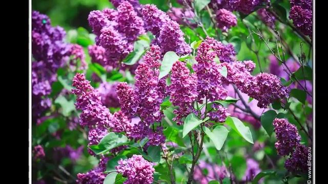 сирень в день рождения смотреть онлайн