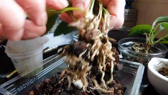 Repotting my Stelis argentata and my Masdevallia Long Yellow Striped смотреть онлайн