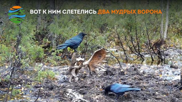 «ДухЛось: вторая часть загадочного лесного сериала смотреть онлайн