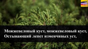 Н.А. Заболоцкий « Можжевеловый куст «| Учи стихи легко | Караоке | Аудио Стихи Слушать Онлайн