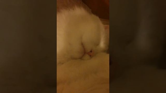 Белый котик высовывает язык во сне