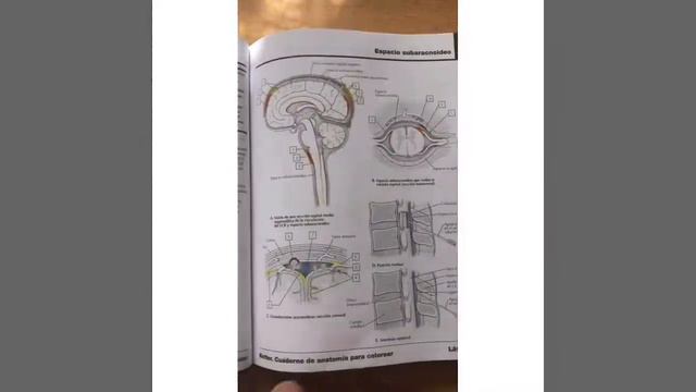 libro netter coloreado смотреть онлайн